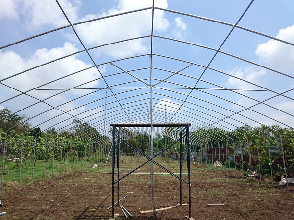 Greenhouse Interior B