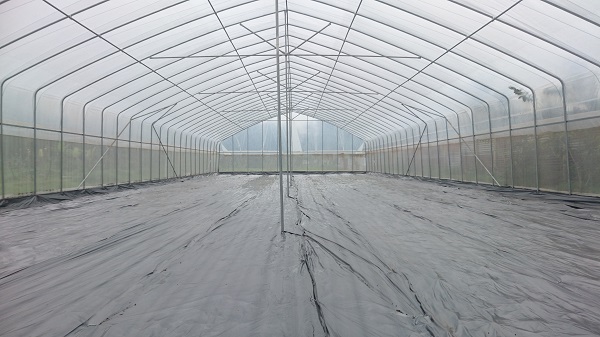 Greenhouse Interior